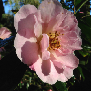 Camellia