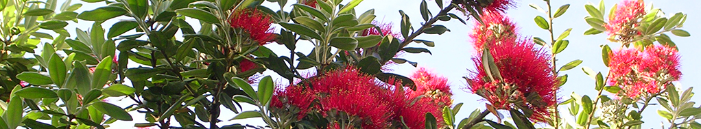 metrosideros_excelsa