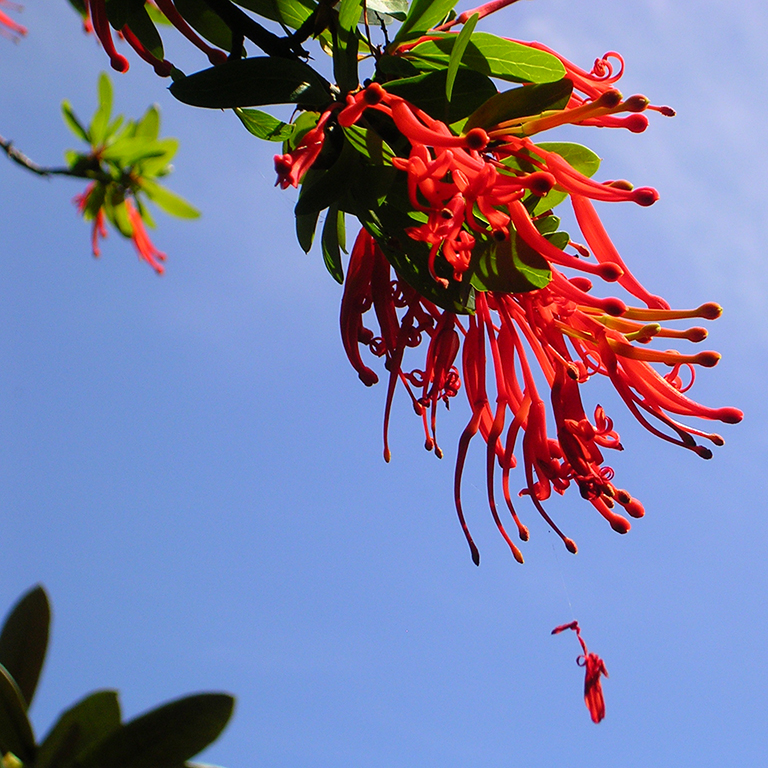 embothrium